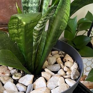 Baby Snake Plant in soil Potted In Mini Ceramic Planter 2.5"x 3.25". "P” Initial